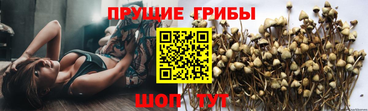 Брянск  Псилоцибиновые грибы MAGIC MUSHROOMS  Вход с VPN 
